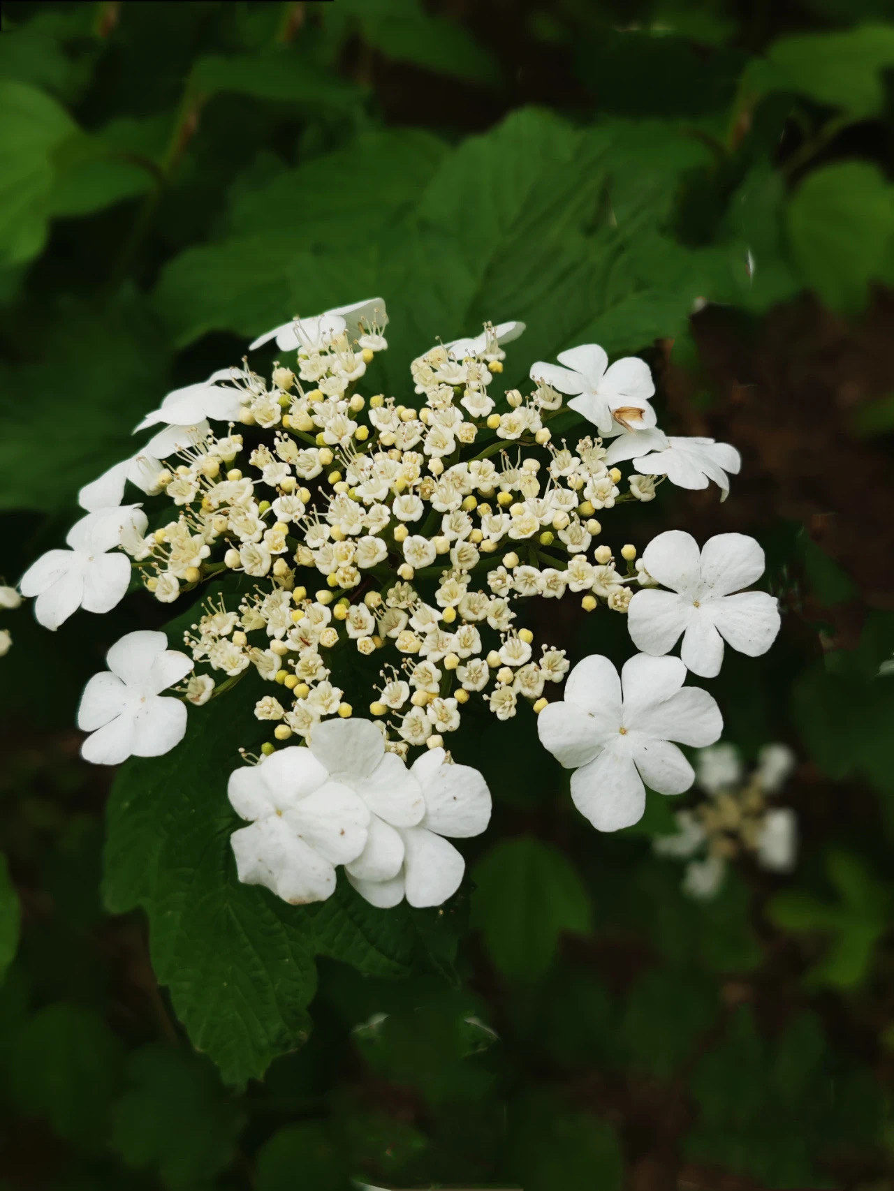 4月22日洛阳牡丹花情最新预报