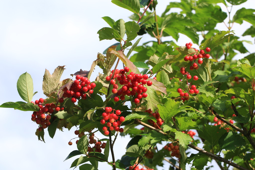 洛阳牡丹花情预报2025418