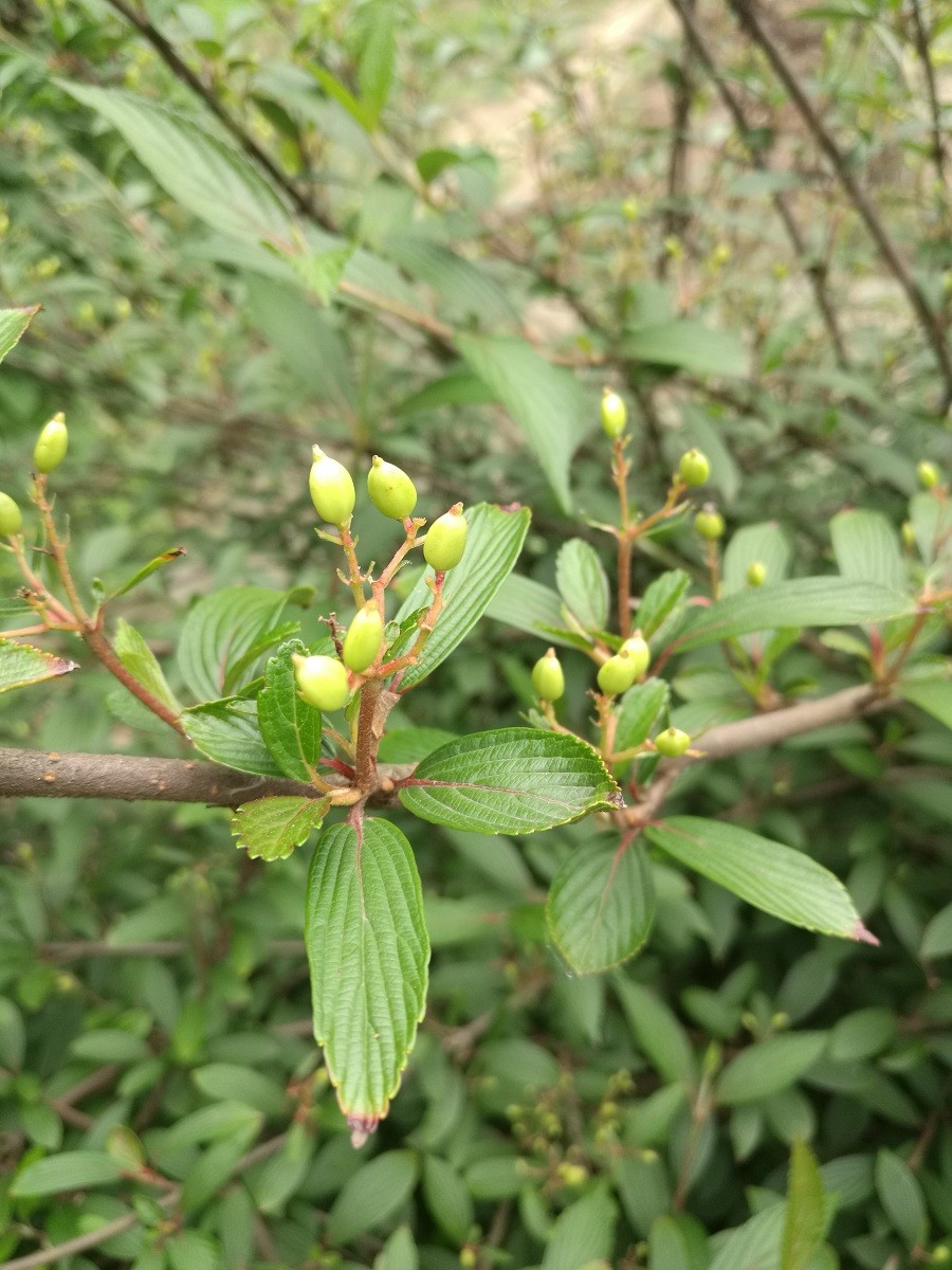 4月13日洛阳牡丹花情最新消息